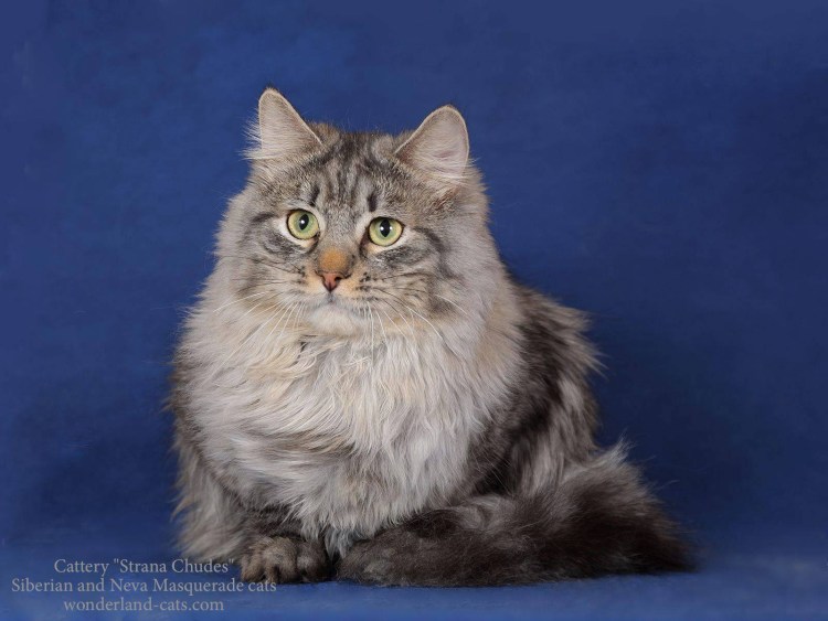 Сибирская кошка агути