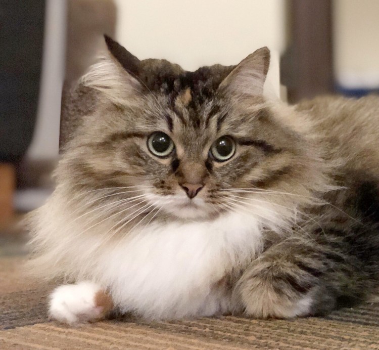 Сибирская кошка Тоби