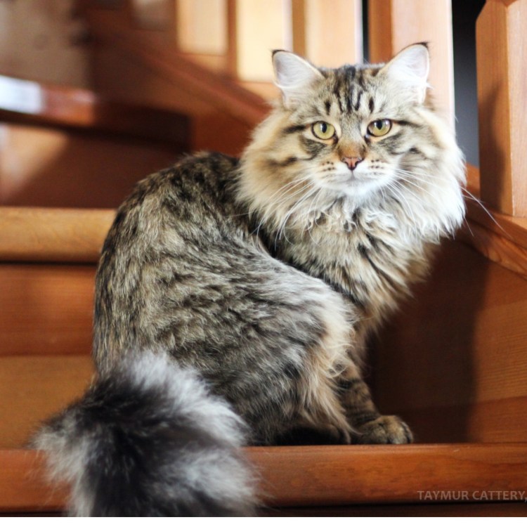 Сибирский кот