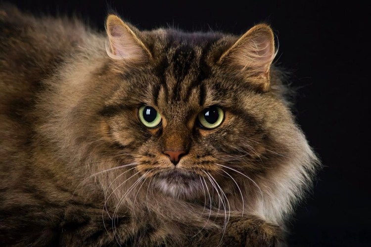 Сибирская сторожевая кошка