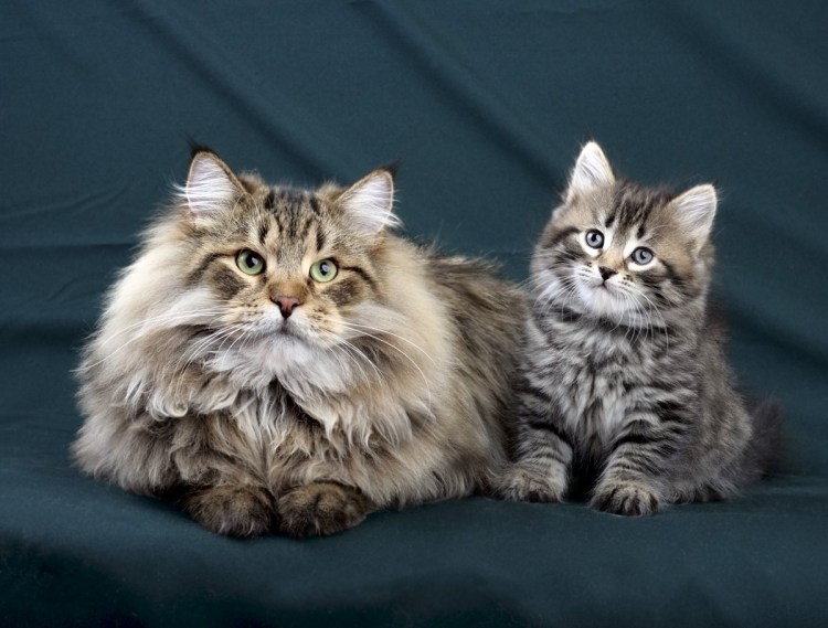 Сибирская кошка