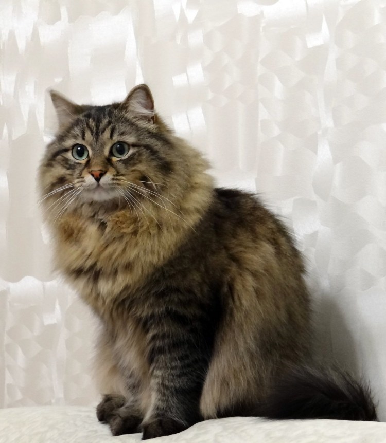 Породистые Сибирские кошки