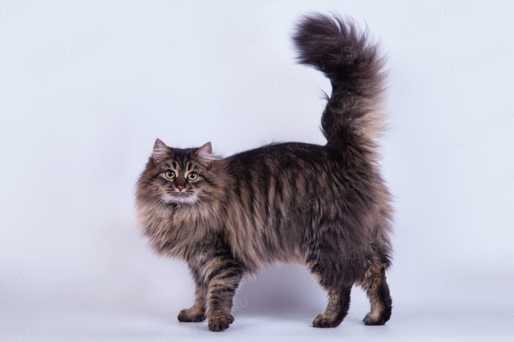 Сибирская длинношерстная порода кошек