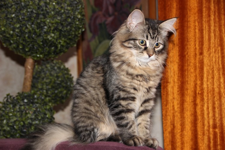 Сибирская кошка Маруся
