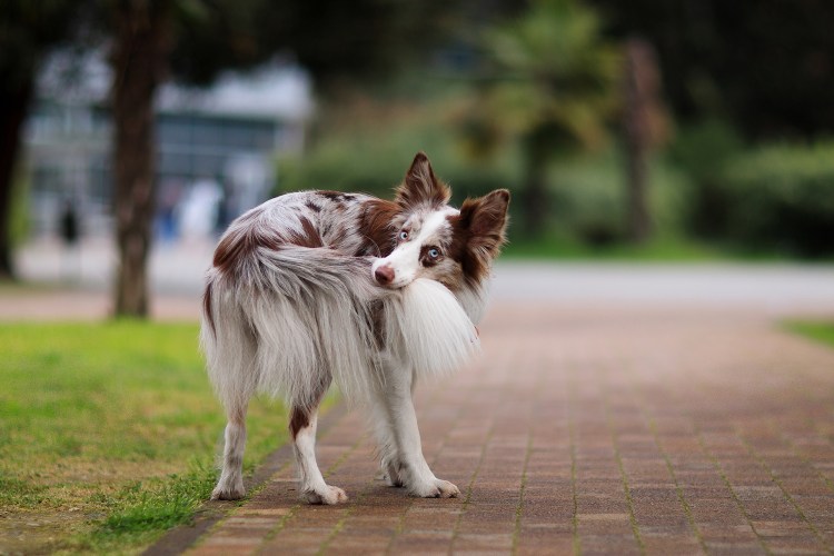 Бордер колли Мигель