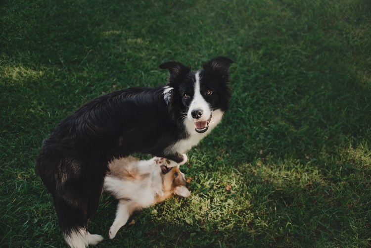 Бордер колли Ким
