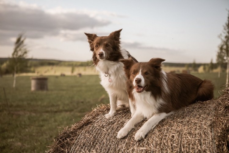 Тигровый бордер колли