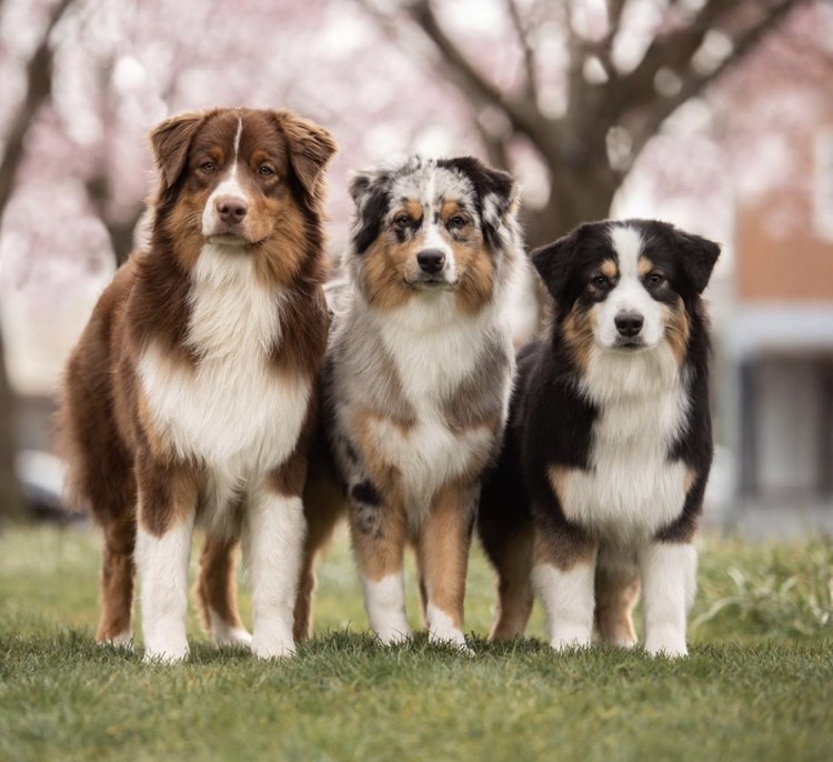 Шотландский бордер колли