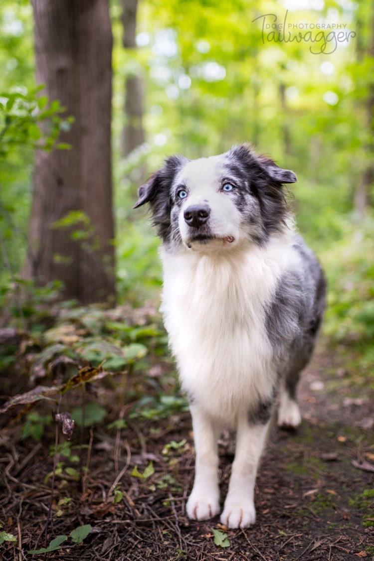 Шотландская пастушья бордер колли