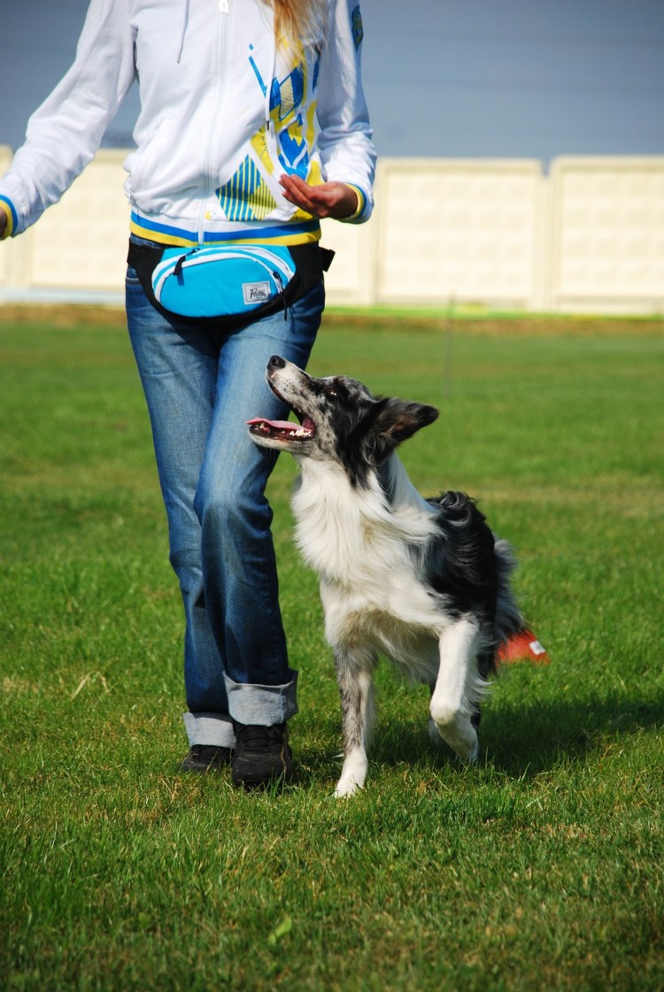 Бордер колли рост