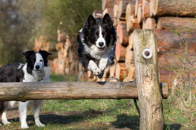 Бордер колли светлый