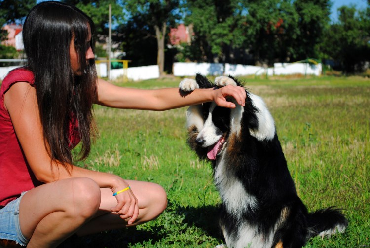 Дрессировка щенка бордер колли