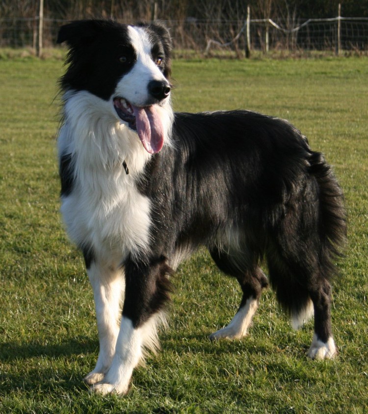 Тигровый бордер колли