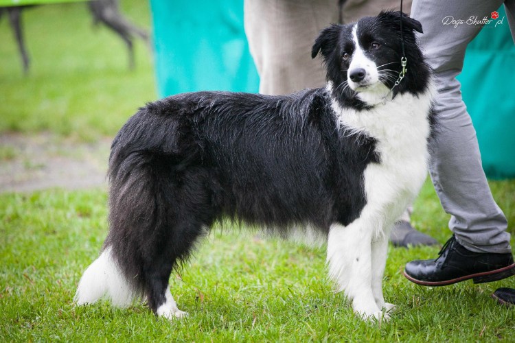 Швейцарская овчарка и бордер колли