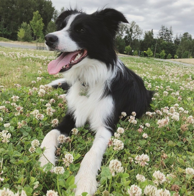 Бордер колли терьер