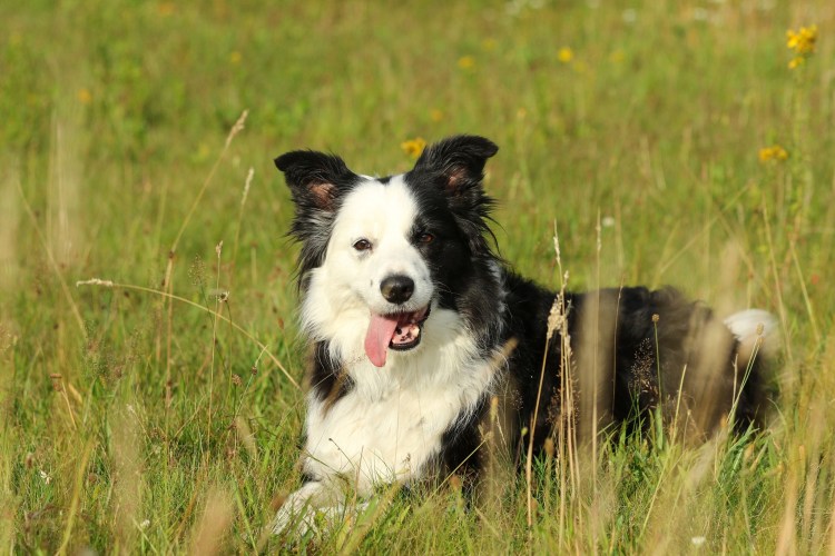 Спаривание бордер колли
