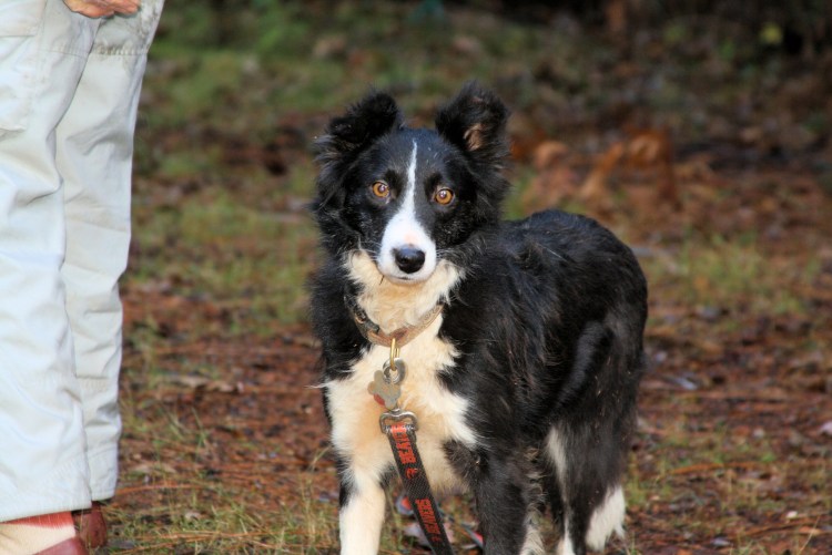 Бордер колли с человеком