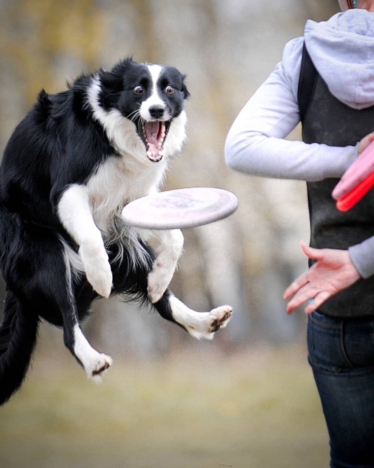 Бордер колли с человеком