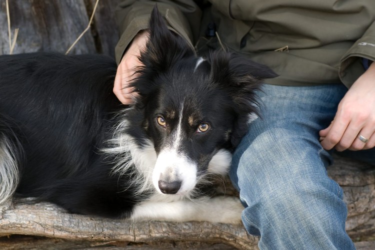 Порода собак бордер колли