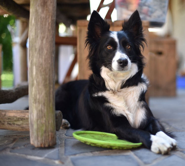 Бордер колли внешность лапы