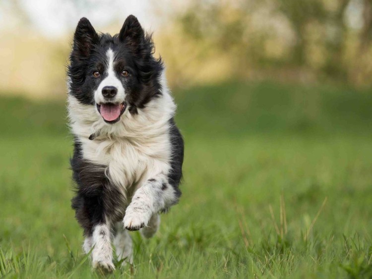 Выставочный бордер колли