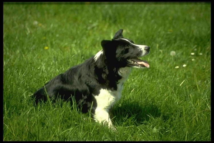 Колли и бордер колли