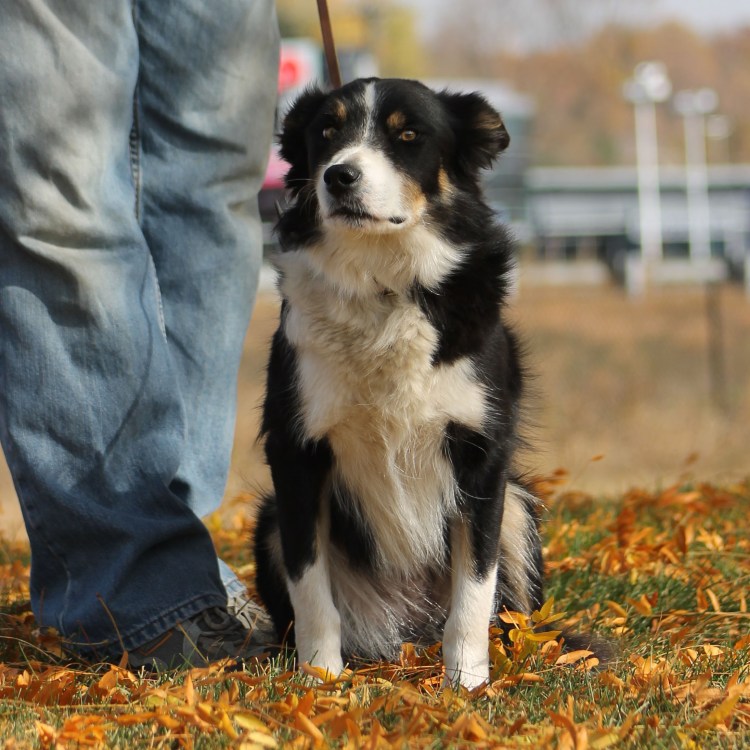 Заводчики бордер колли