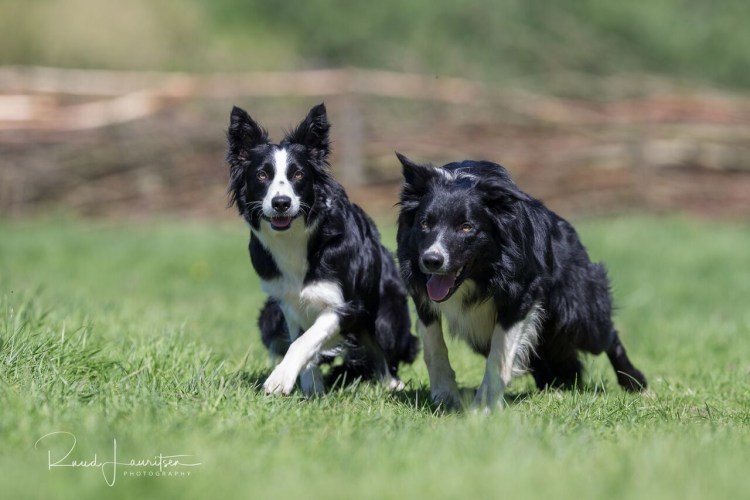 Бордер колли с человеком