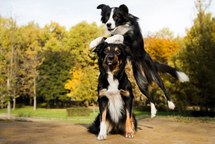 Бордер колли карликовый