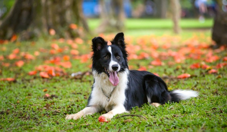 Бордер колли взрослая