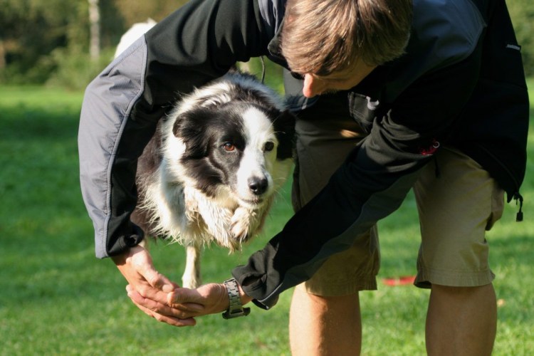 Бордер колли голубой мрамор