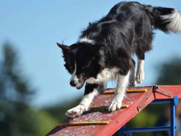 Аусси австралийская овчарка