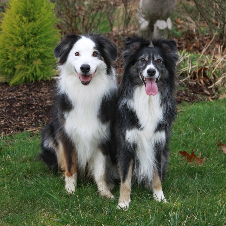 Чепрачный бордер колли