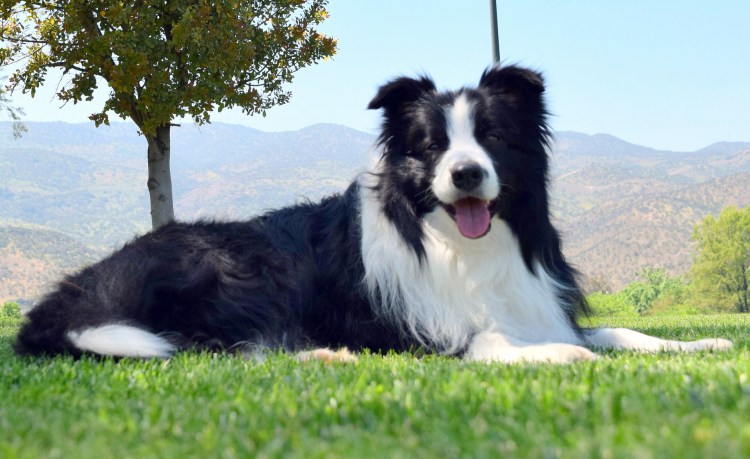 Колли и бордер колли