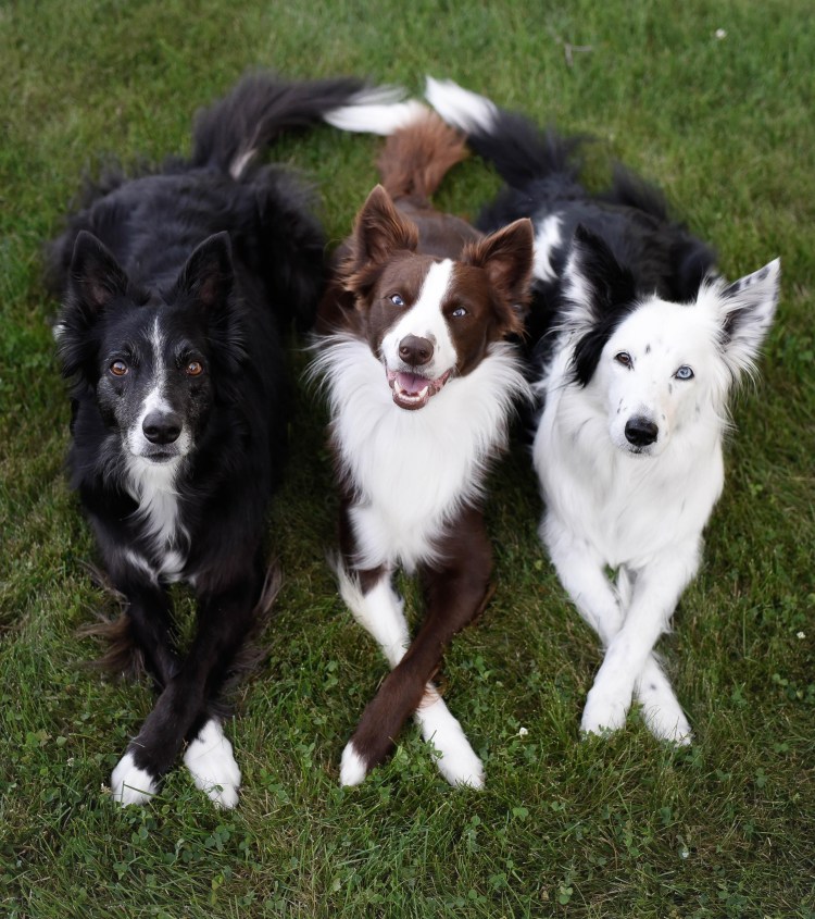 Бордер колли мини