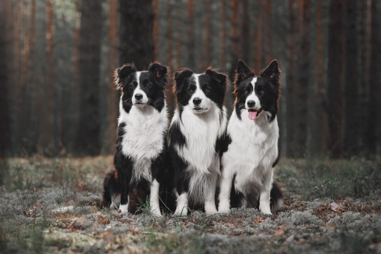 Бордер колли фото