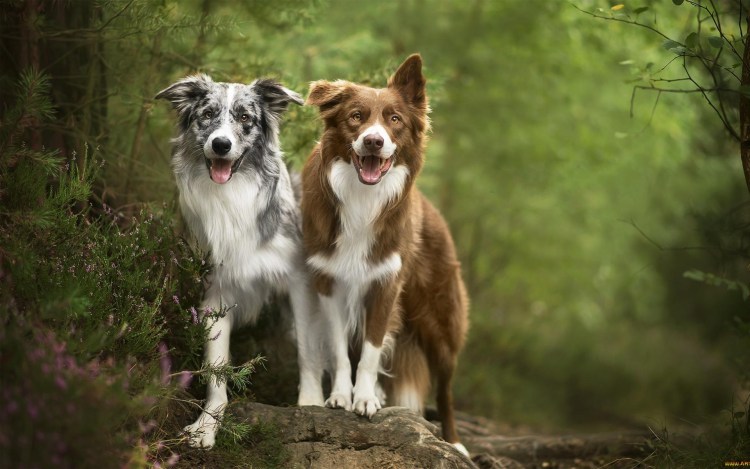 Бордер колли взрослая