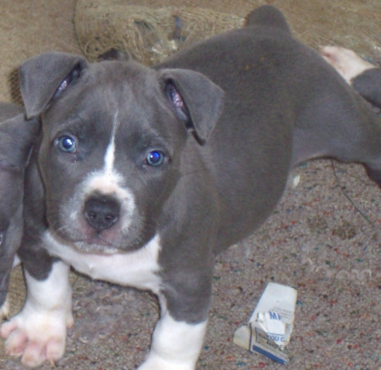 Питбуль грей