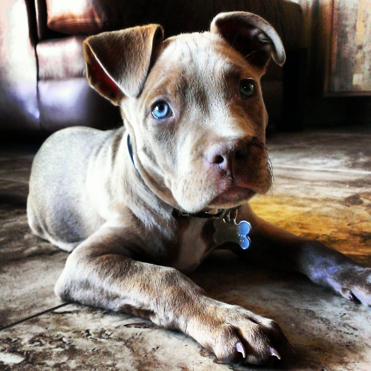 Американский питбультерьер щенок 5 месяцев