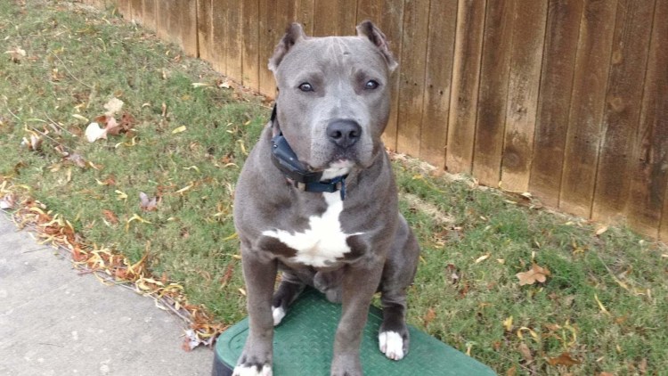 Голубоглазый стаффордширский терьер