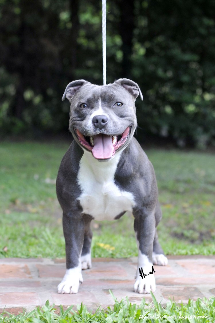 Стаффордширский бультерьер голубого окраса