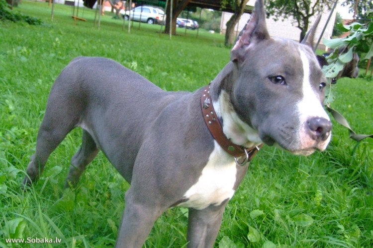 Голубоглазый стафф терьер