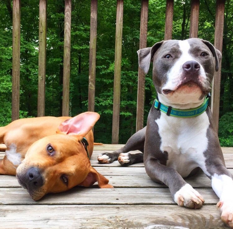 Стаффордширский терьер серый