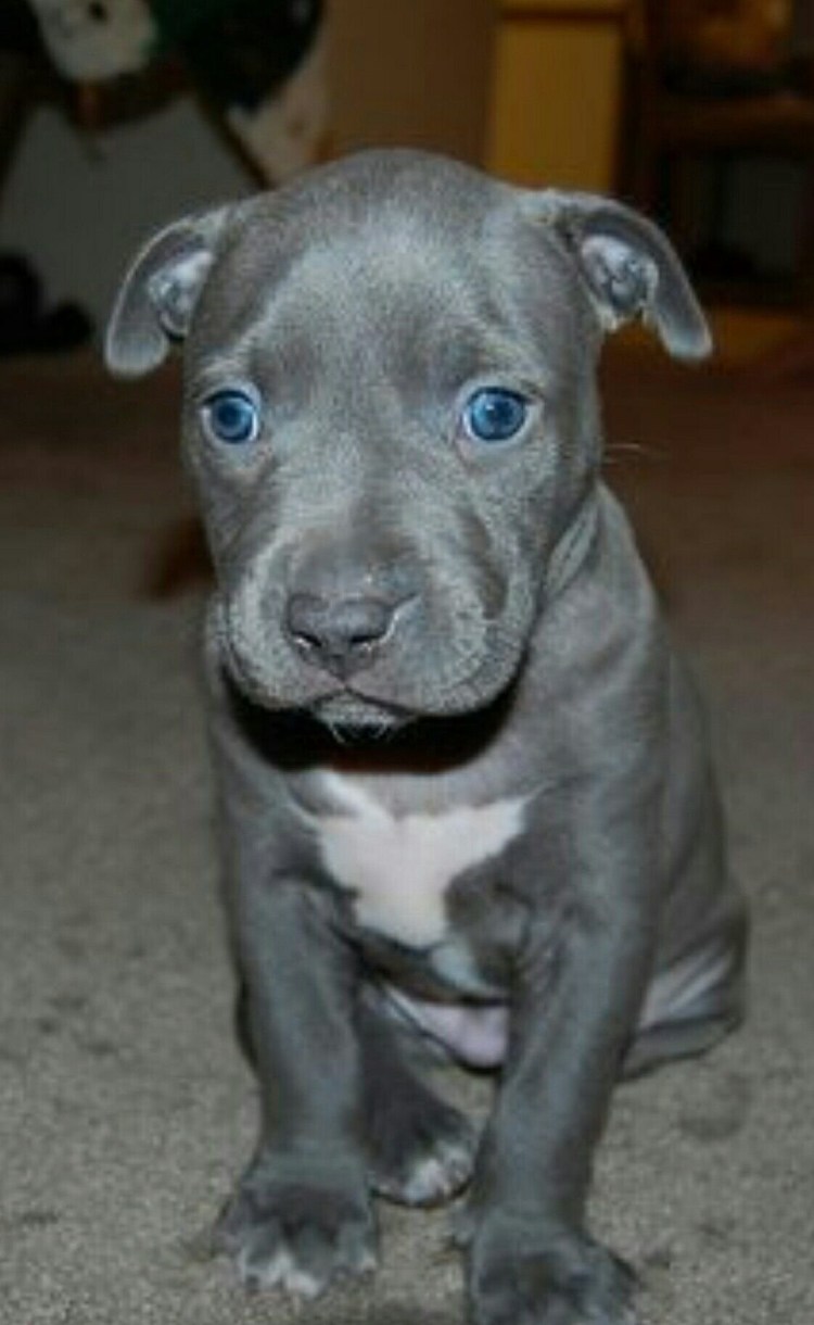 Аргентинский стаффордширский терьер