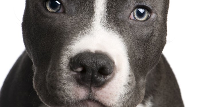 Голубой стаффордширский терьер