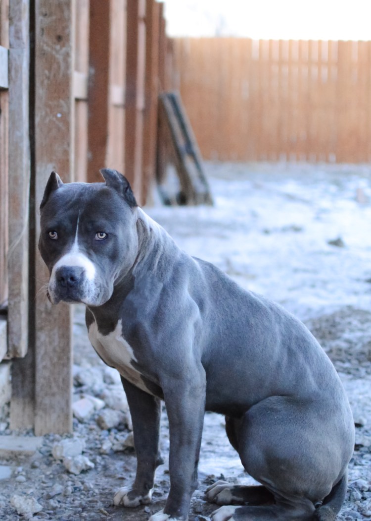 Голубо-палевый стаффордширский терьер