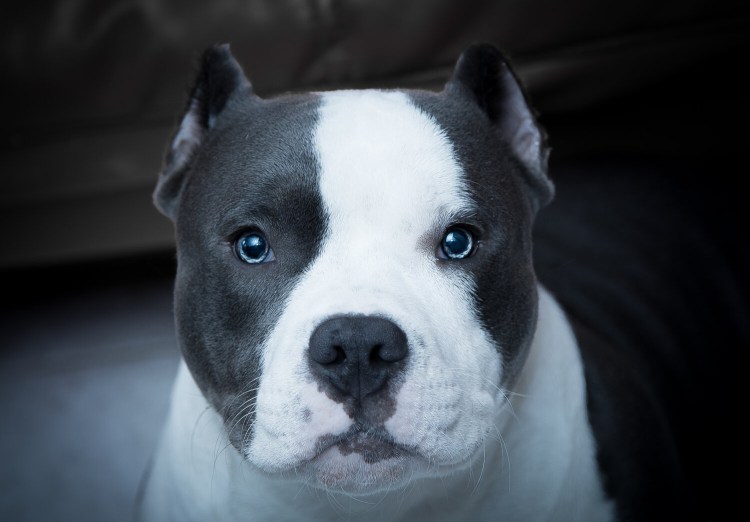 Американский питбультерьер голубого окраса