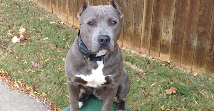 Американский питбультерьер серый