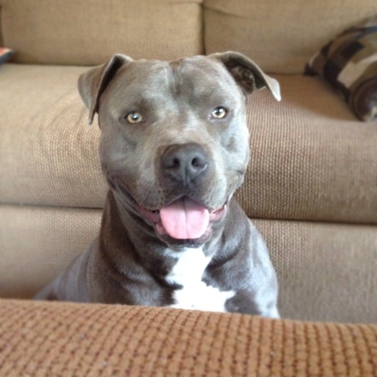 Американский стаффордширский терьер серый