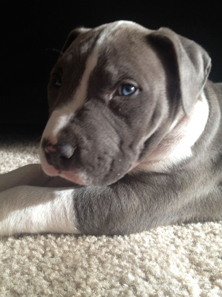 Американский стаффордширский терьер серый